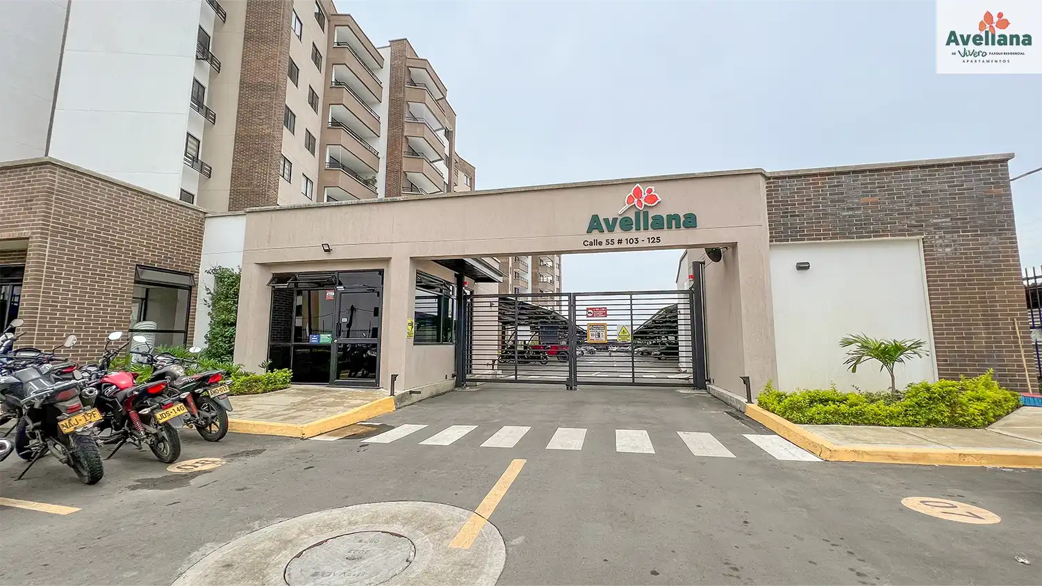 Avellana