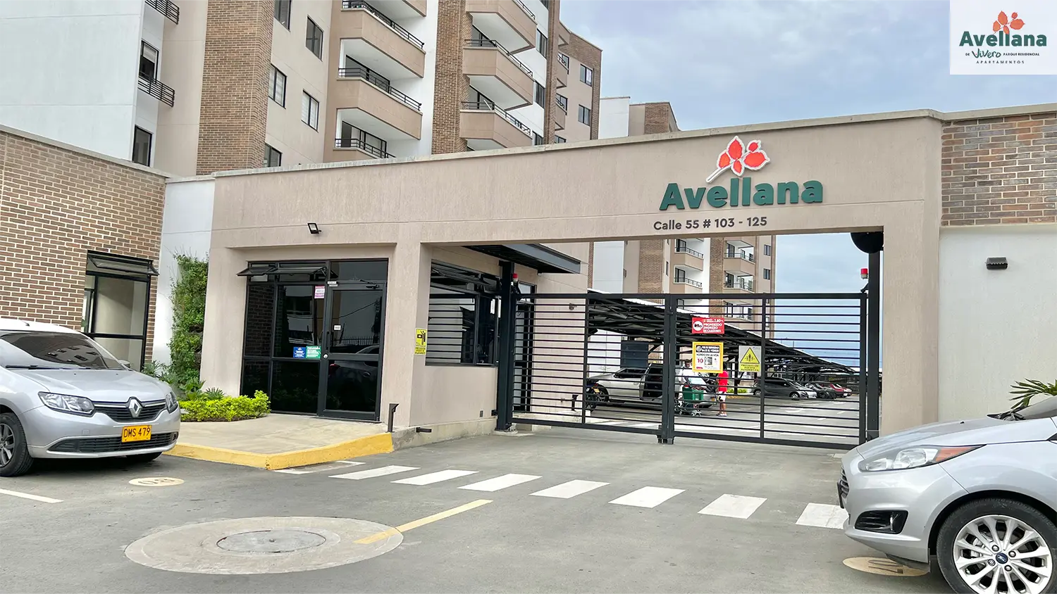 Avellana