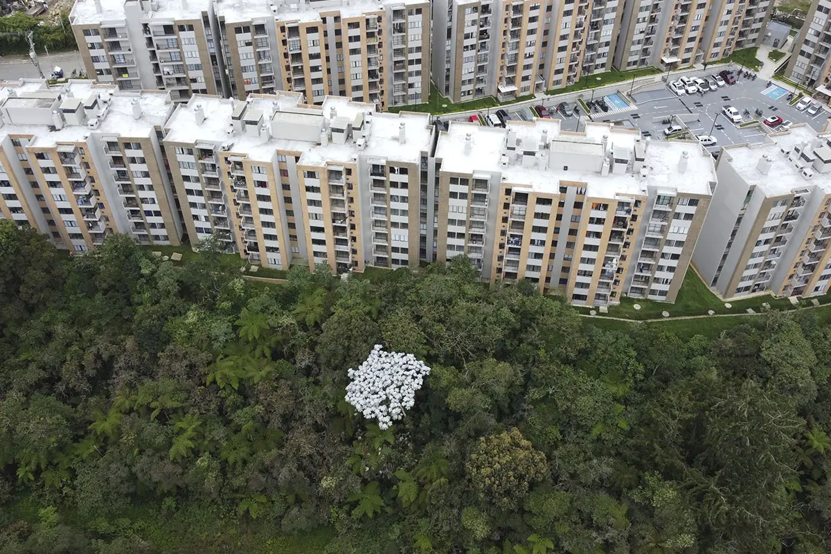 Foto del proyecto Bosque Ceibal en avance de obra Noviembre de 2025